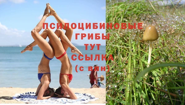 хмурый Магас